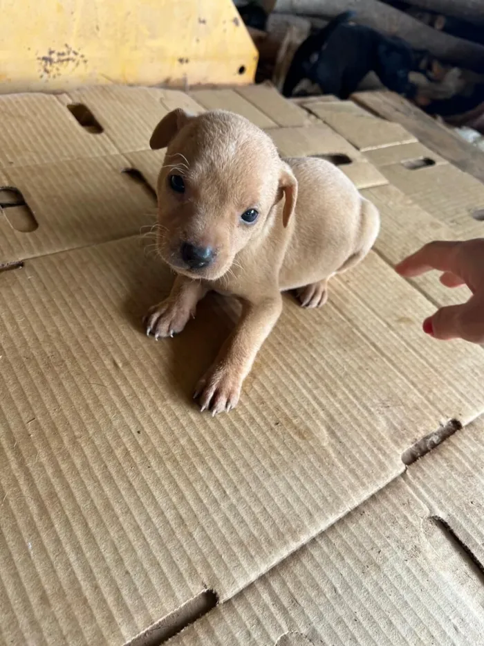 Cachorro raça SRD-ViraLata idade Abaixo de 2 meses nome Filhote 6 - macho caramelo