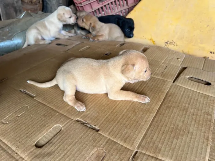 Cachorro raça SRD-ViraLata idade Abaixo de 2 meses nome Filhote 6 - macho caramelo