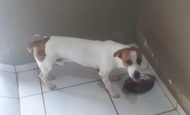 Cachorro raça SRD-ViraLata idade 4 anos nome Jack