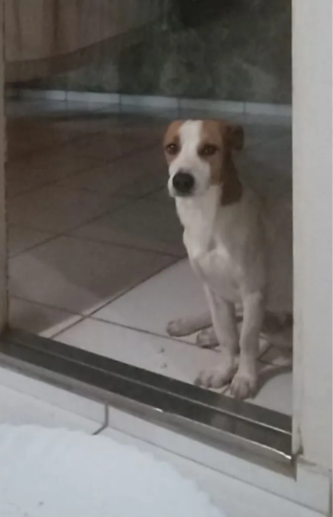 Cachorro raça SRD-ViraLata idade 4 anos nome Jack