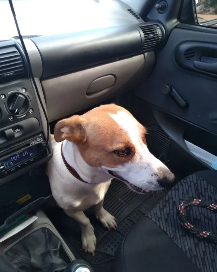 Cachorro raça SRD-ViraLata idade 4 anos nome Jack