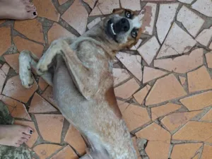 Cachorro raça SRD-ViraLata idade 1 ano nome Loki