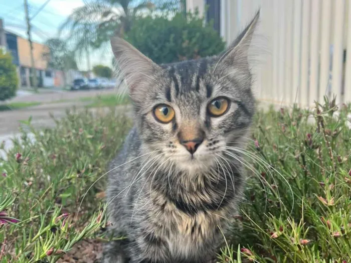 Gato raça SRD-ViraLata idade 2 a 6 meses nome Elie