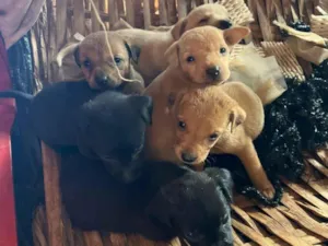 Cachorro raça SRD-ViraLata idade Abaixo de 2 meses nome Filhote 5 - macho caramelo claro