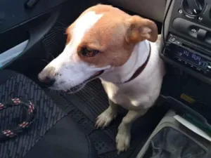 Cachorro raça SRD-ViraLata idade 4 anos nome Jack