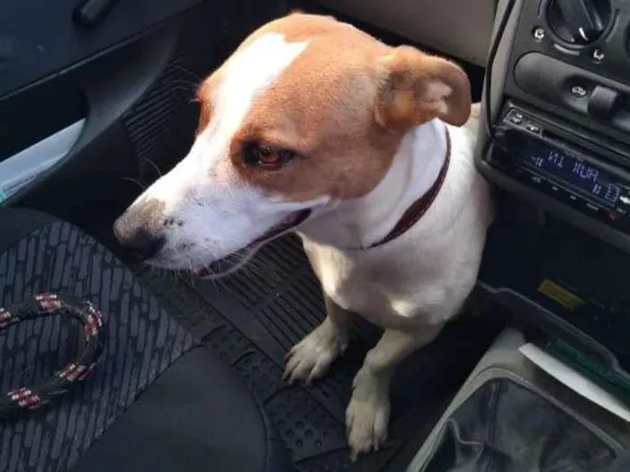 Cachorro raça SRD-ViraLata idade 4 anos nome Jack