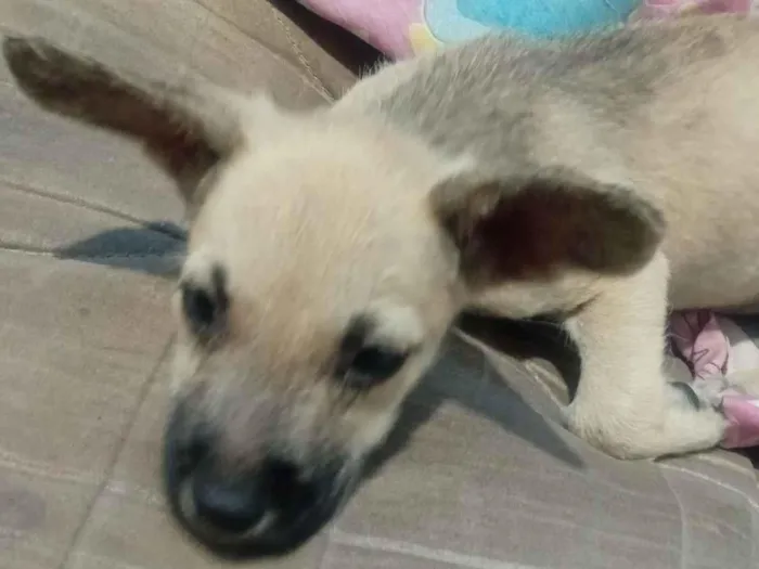 Cachorro raça SRD-ViraLata idade Abaixo de 2 meses nome Billa