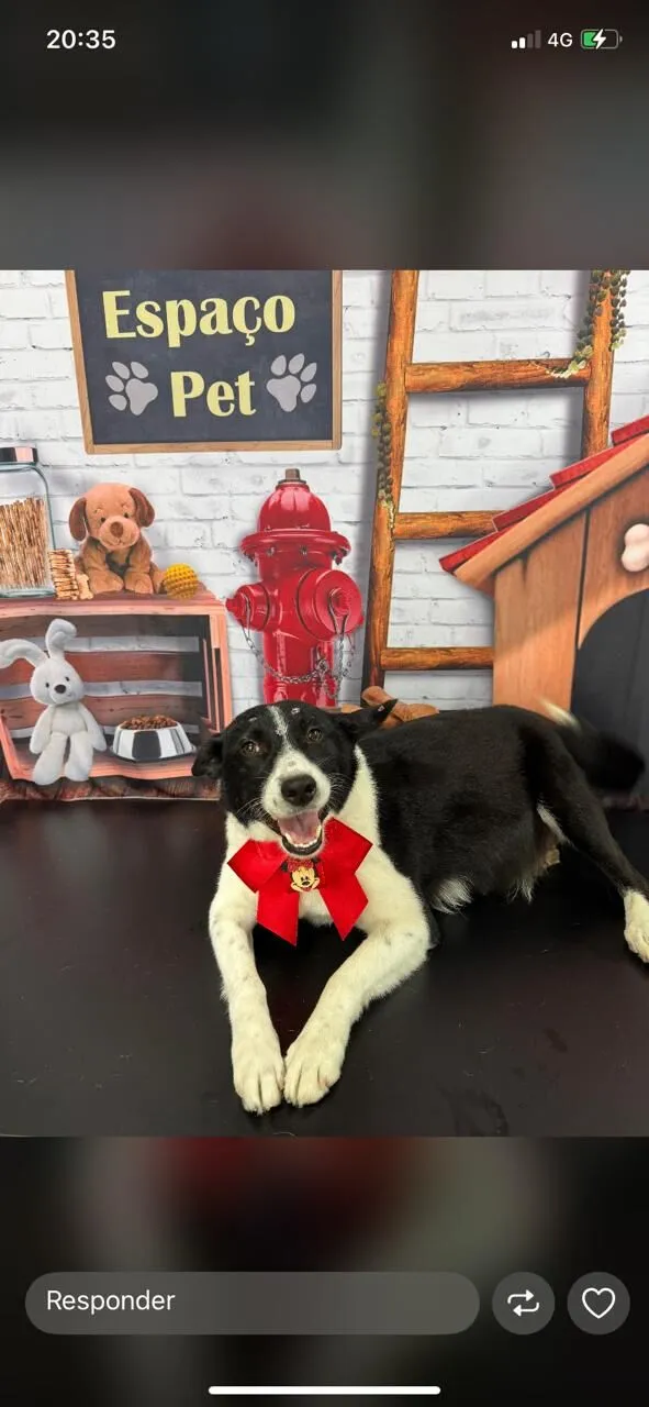 Cachorro raça SRD-ViraLata idade 2 anos nome Maria de Fátima