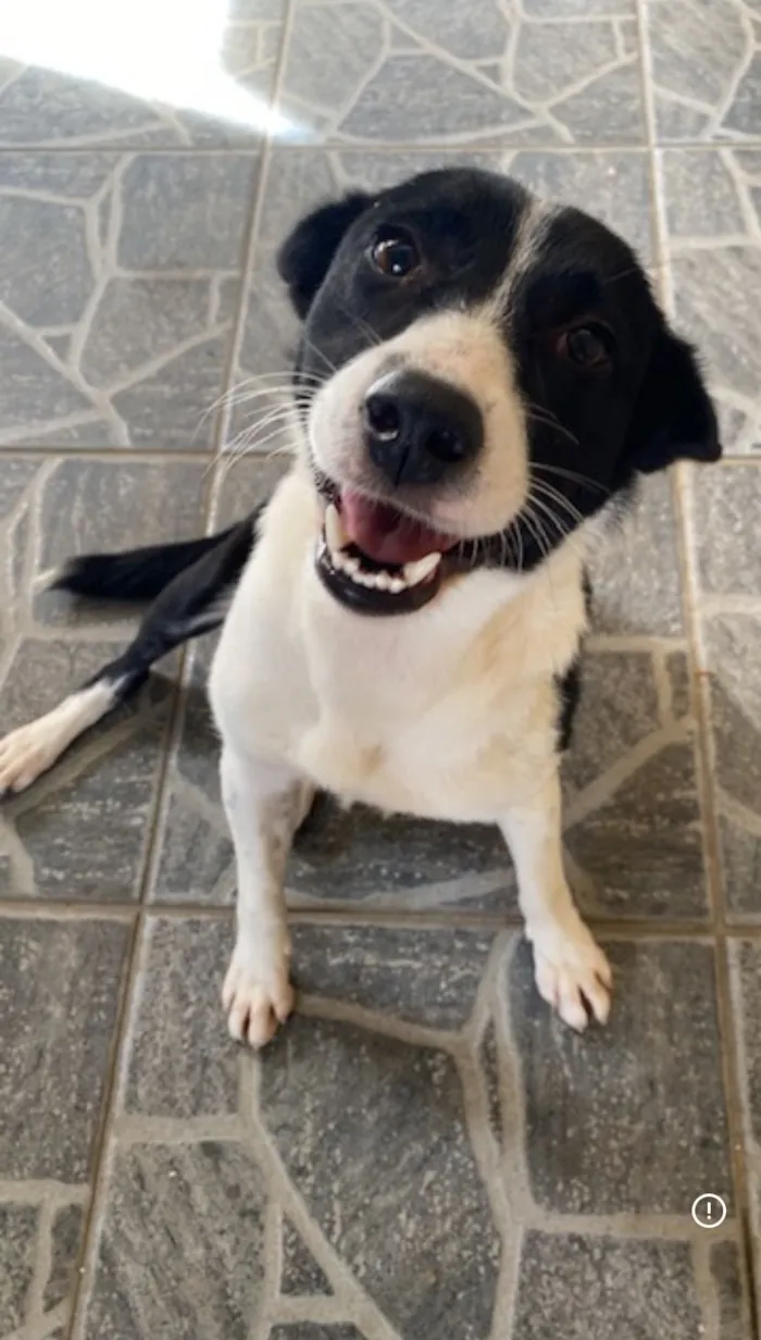 Cachorro raça SRD-ViraLata idade 2 anos nome Maria de Fátima