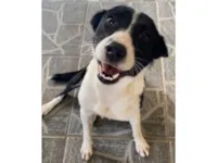 Cachorro raça SRD-ViraLata idade 2 anos nome Maria de Fátima