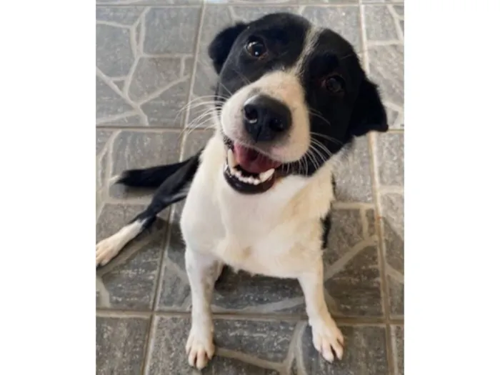 Cachorro raça SRD-ViraLata idade 2 anos nome Maria de Fátima