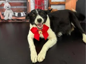 Cachorro raça SRD-ViraLata idade 2 anos nome Maria de Fátima