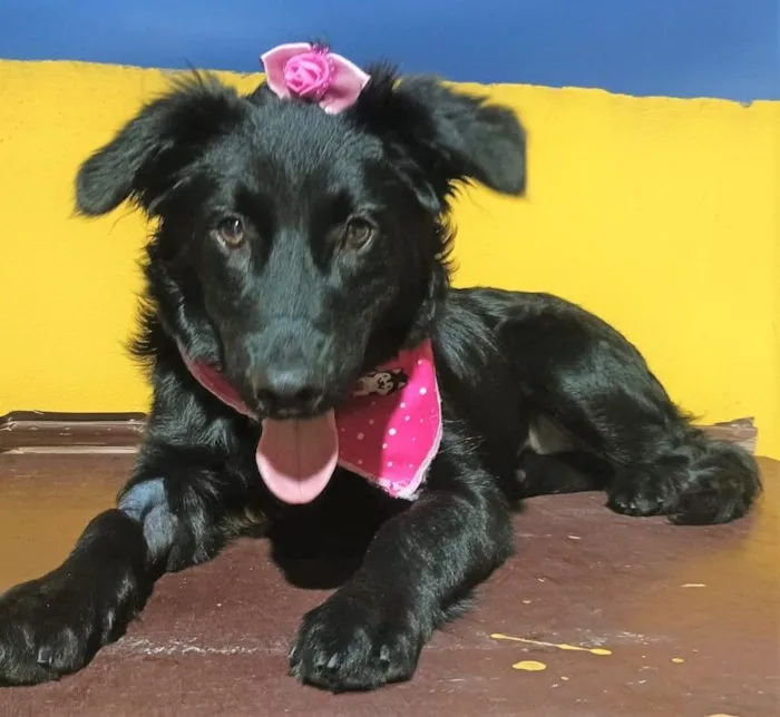 Cachorro raça SRD-ViraLata idade 7 a 11 meses nome BRISA