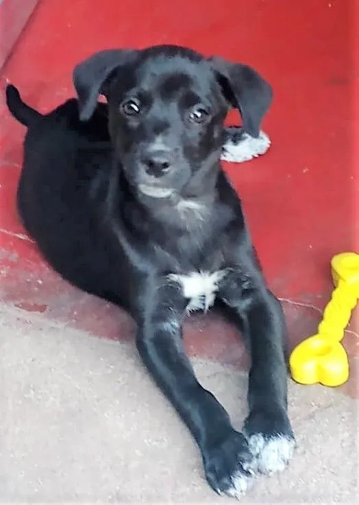 Cachorro raça SRD-ViraLata idade 7 a 11 meses nome BRISA