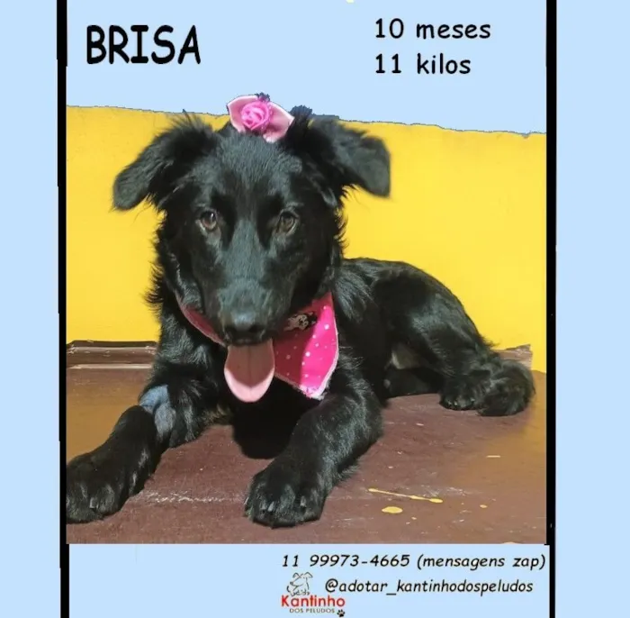 Cachorro raça SRD-ViraLata idade 7 a 11 meses nome BRISA