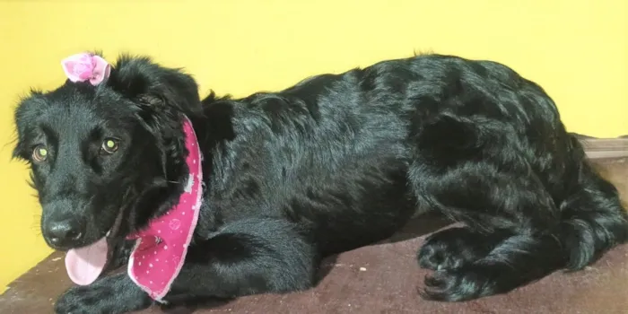 Cachorro raça SRD-ViraLata idade 7 a 11 meses nome BRISA