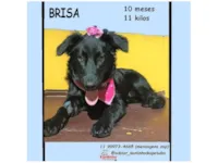 Cachorro raça SRD-ViraLata idade 7 a 11 meses nome BRISA