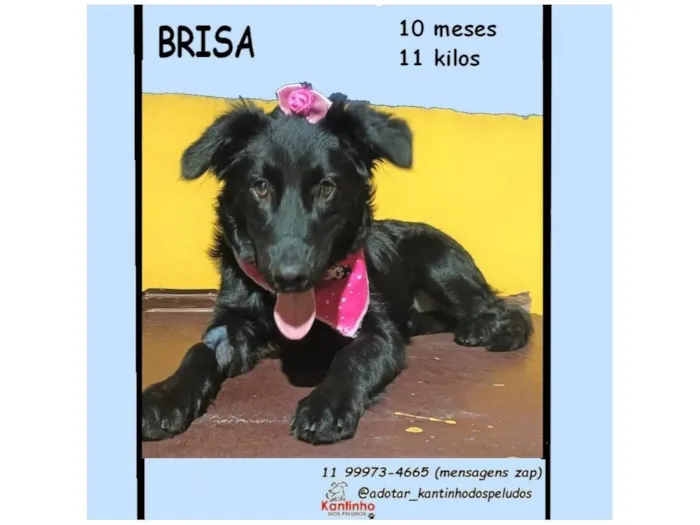 Cachorro raça SRD-ViraLata idade 7 a 11 meses nome BRISA