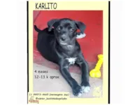 Cachorro raça SRD-ViraLata idade 2 a 6 meses nome KARLITO