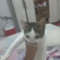 Gato raça SRD-ViraLata idade 1 ano nome Mimi