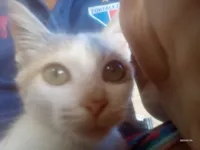 Gato raça SRD-ViraLata idade 1 ano nome Malú 