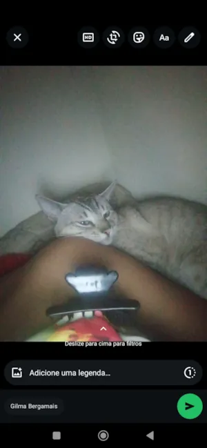 Gato raça SRD-ViraLata idade 7 a 11 meses nome Stich