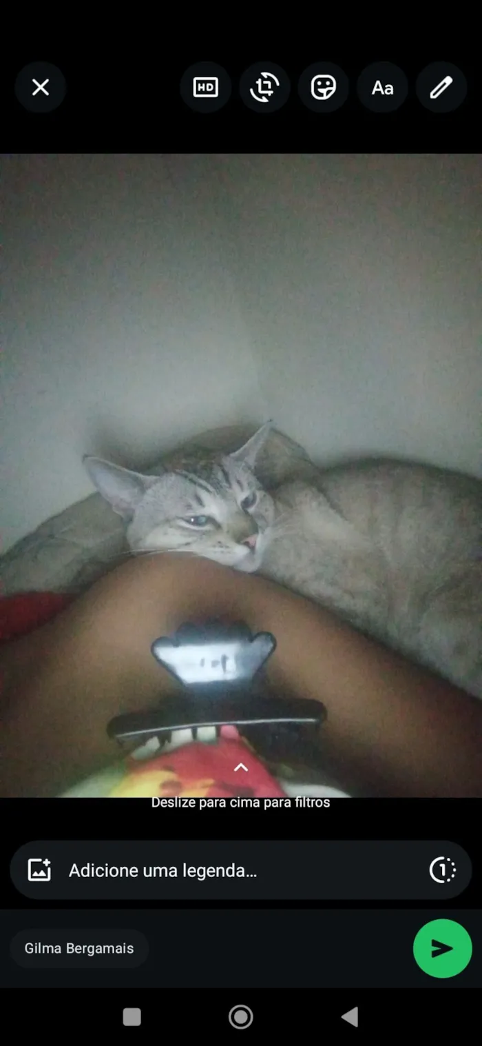 Gato raça SRD-ViraLata idade 7 a 11 meses nome Stich