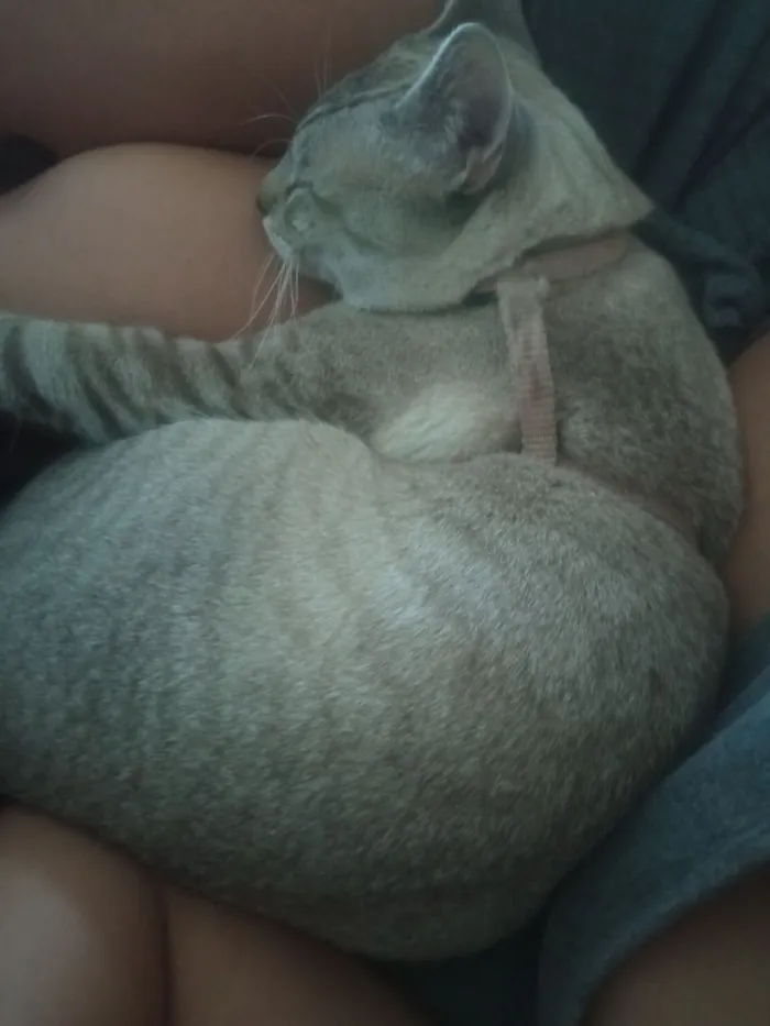 Gato raça SRD-ViraLata idade 7 a 11 meses nome Stich