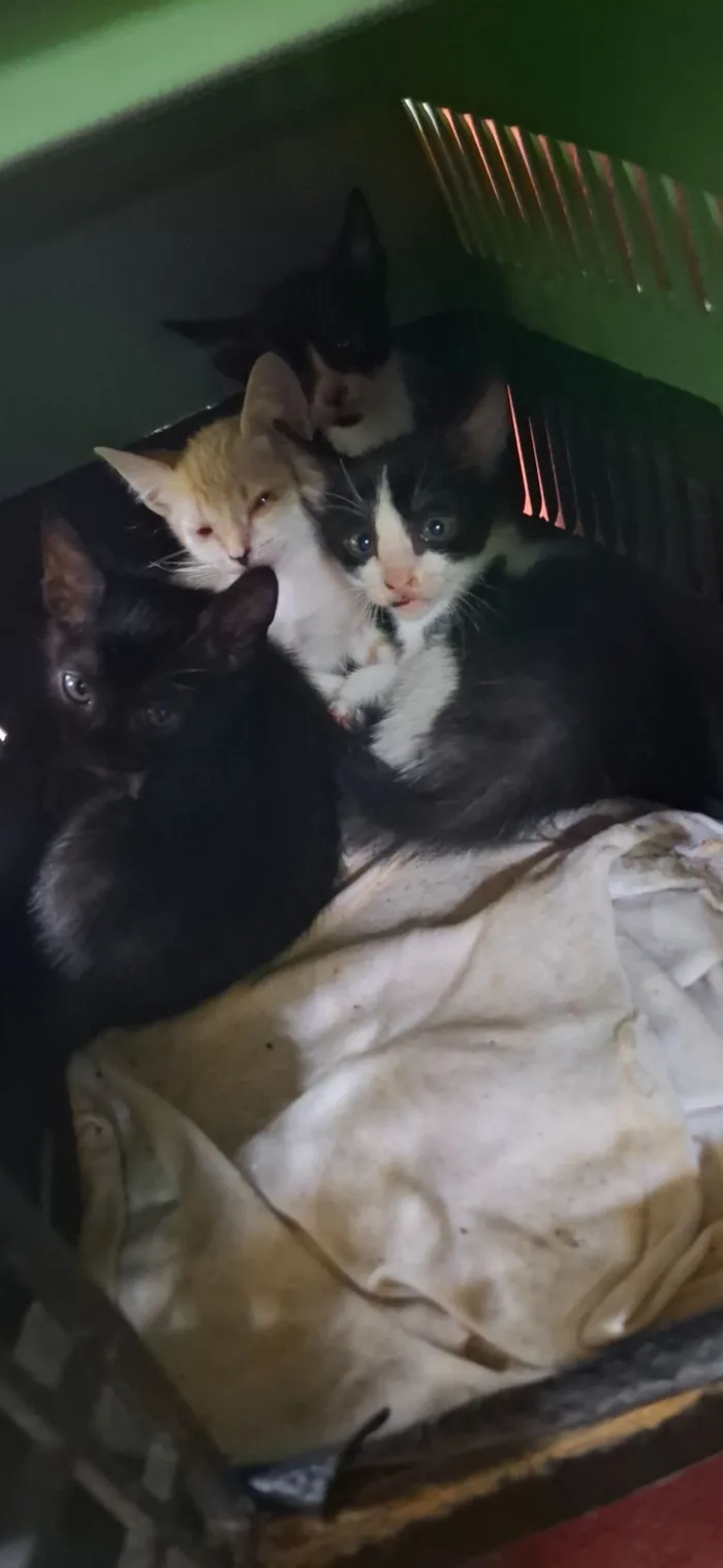 Gato raça SRD-ViraLata idade Abaixo de 2 meses nome Thaynan Miranda 