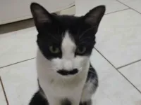 Gato raça SRD-ViraLata idade 6 ou mais anos nome Jade