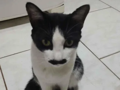 Gato raça SRD-ViraLata idade 6 ou mais anos nome Jade