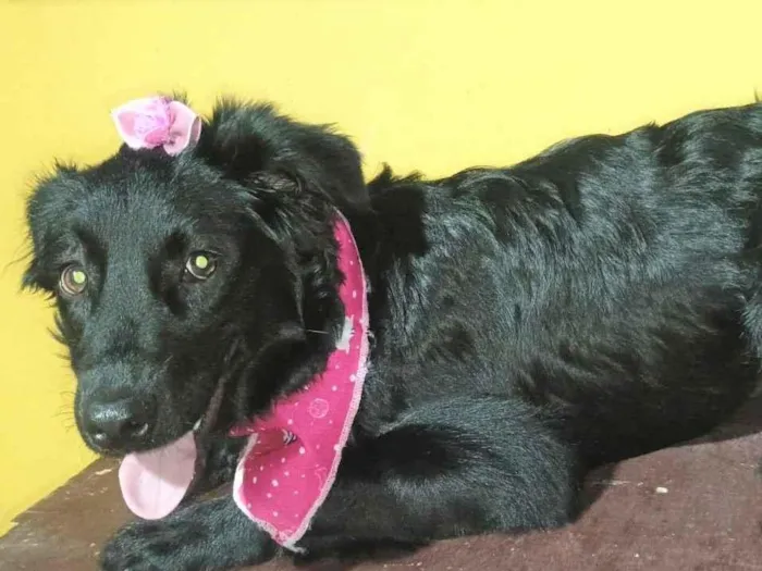 Cachorro raça SRD-ViraLata idade 7 a 11 meses nome BRISA