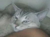 Gato raça SRD-ViraLata idade 7 a 11 meses nome Stich