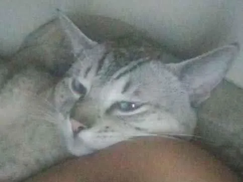 Gato raça SRD-ViraLata idade 7 a 11 meses nome Stich