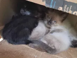 Gato raça SRD-ViraLata idade Abaixo de 2 meses nome Thaynan Miranda 