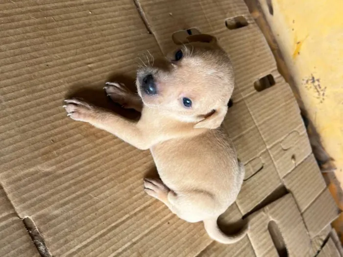 Cachorro raça SRD-ViraLata idade Abaixo de 2 meses nome Filhote 6 - macho caramelo