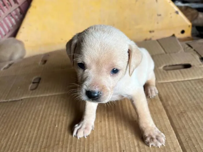 Cachorro raça SRD-ViraLata idade Abaixo de 2 meses nome Filhote 5 - macho caramelo claro