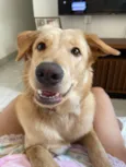 Cachorro raça SRD-ViraLata idade 1 ano nome Zuri