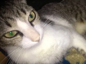 Gato raça SRD-ViraLata idade 1 ano nome Megui