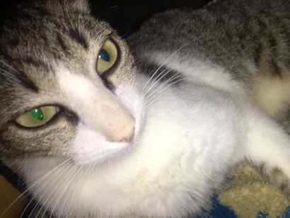 Gato raça SRD-ViraLata idade 1 ano nome Megui