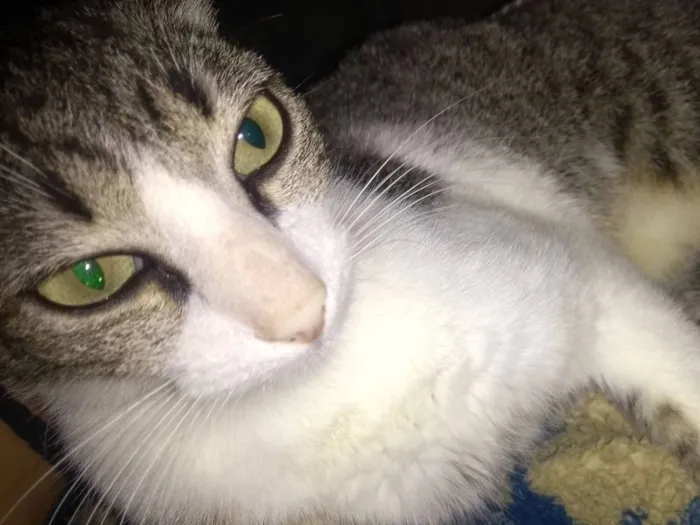 Gato raça SRD-ViraLata idade 1 ano nome Megui