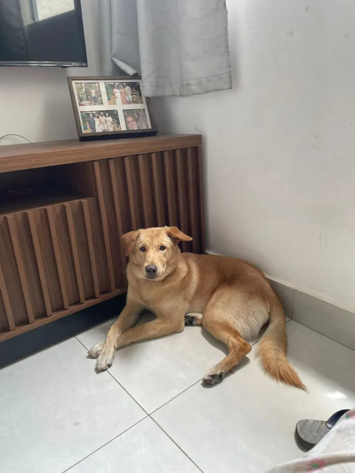 Cachorro raça SRD-ViraLata idade 1 ano nome Zuri