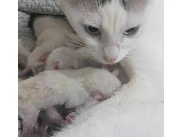 Gato raça Exótico idade 7 a 11 meses nome Gata