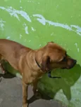 Cachorro raça SRD-ViraLata idade 7 a 11 meses nome Scooby 