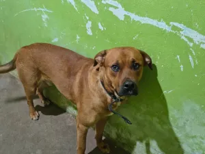 Cachorro raça SRD-ViraLata idade 7 a 11 meses nome Scooby 