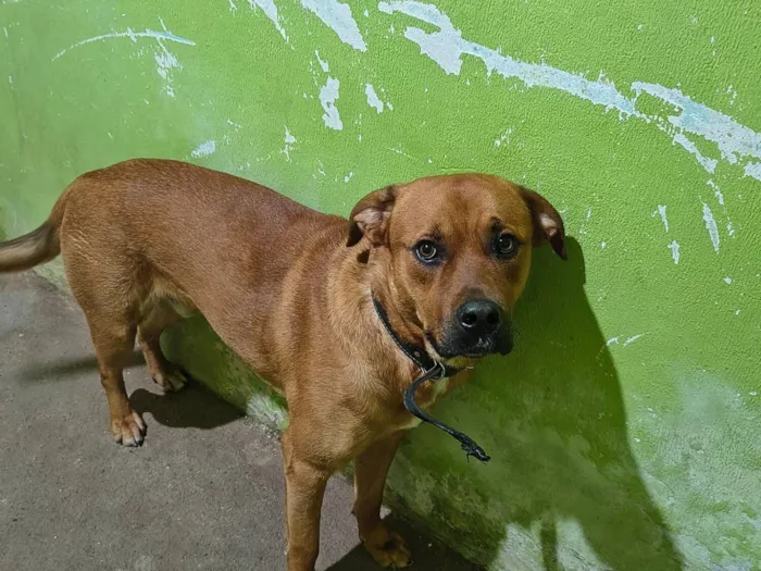 Cachorro raça SRD-ViraLata idade 7 a 11 meses nome Scooby 