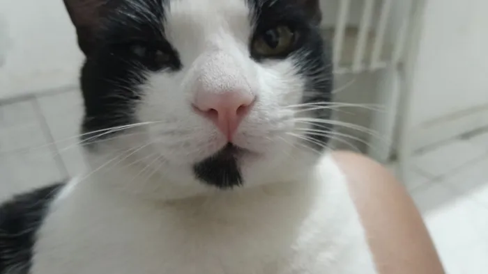 Gato raça SRD-ViraLata idade 1 ano nome Luffy