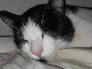 Gato raça SRD-ViraLata idade 1 ano nome Luffy