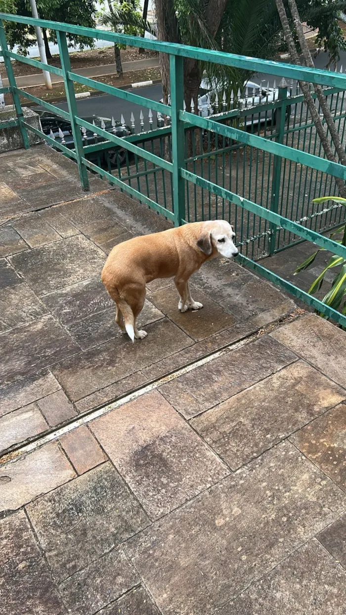 Cachorro raça SRD-ViraLata idade 6 ou mais anos nome Fifi