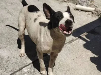 Cachorro raça Pit-Bull idade 7 a 11 meses nome Pirata 